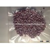 Black Seedless Watermelon Seed