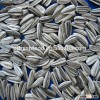 Sunflower seed for sale
