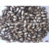 Black Melon Watermelon Seeds for sale
