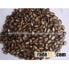 yellow watermelon seed