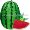 8th Emperor planting watermelon hybrid seed