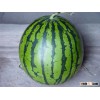 Xingyan JF chinese watermelon hybrid seed
