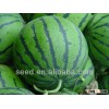 Xingyan NO.2 planting watermelon hybrid seed