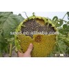 Chinese hybrid confectionery sunflower seed for sale