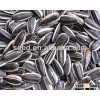 Wide hulled confectionery sunflower seed