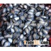 Supply Black Watermelon Seed with best price for sale