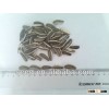 High quality long confectionery sunflower seed 5009