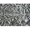 Long confectionery sunflower seed for sale