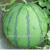 Xingyan XG chinese watermelon hybrid seed