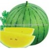 Yellow lady planting watermelon hybrid seed