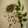fine black melon seed 11cm from China