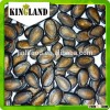 Competitive Price eating watermelon seeds
