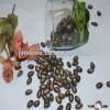 New crop fresh black melon seed 9cm from Kingland