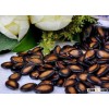 Dried melon seeds