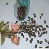 Chinese raw black melon seeds 8cm,New crop