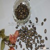 Top quality Chinese black melon seeds 10cm