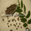 big watermelon seeds 10cm in black
