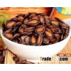 HALAL & KOSHER Melon Seeds