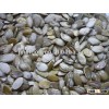 shine skin pumpkin kernel yellow skin PMPK seeds kernel 2012 crop