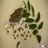 big watermelon seeds 11cm in black