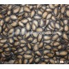 black Watermelon seeds,watermelon Kernel hot sale