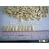new crop pepitas pumpkin seeds yellow skin in bulk