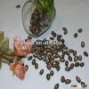 8cm China black watermelon seeds