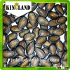wholesale watermelon seeds