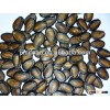 black Water melon Kernels 7mm,8mm,9mm