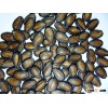 new crop black watermelon seeds