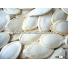 GWS pumpkin seeds snow white pumpkin seeds