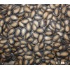 new crop watermelon seeds