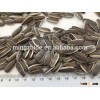 Sunflower Seed/Black sunflower seeds 5009,6009 ,3146,103,363