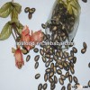 Hot sale watermelon seeds for sale