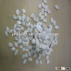 white color top quality pumpkin seed