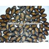 chinese black watermelon seed