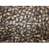 fresh water melon seed
