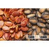 Premium Quality Grade A Melon Seeds