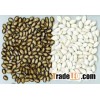 White Melon Seeds/ Green Melon Seeds