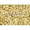 Fresh Coriander Seeds Exporters