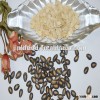 chinese best quality hot sale melon seed kernel