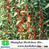 Chinese Wolfberry Seeds for cultivating with high yield