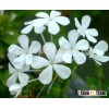 White Lace Flower , Plumbago zeylanica L.,flower seed,herb seed,vegetalbe seed,fruit seed,grass seed