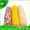 Chinese Sweetness Maize Seeds for sowing
