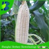 White Glutinous Corn Seeds For Sowing