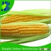 Chinese Sweetness Corn Seeds For Sale