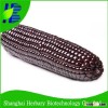 Top quality sweet corn seed/corn seed companies