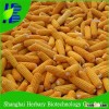 Hot sale popcorn seed for planting