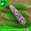 Hybrid Colorful Corn Seeds For planting