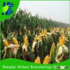 High yield yellow sweet waxy corn seed on sale